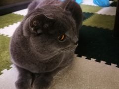 -猫猫幼稚园·撸猫·桌游·电玩