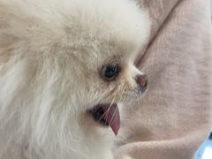 -北京派仕佳德动物医院·超导核磁·CT·神经科·骨科·内外科·急重症管理中心
