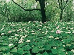 -上海滨江森林公园