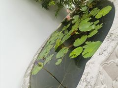 -龙华素斋(龙华路店)