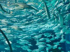 -上海海洋水族馆