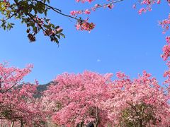 -风云岭森林公园