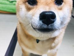 -逗柴咖啡屋·狗咖猫咖宠物桌游