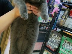 -喵百万·布偶·蓝金金渐层英短·猫舍(百子湾店)