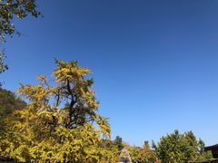 -千年银杏谷文化旅游区