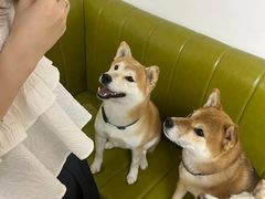 -是阿柴呀！柴犬咖啡·爱喵喵猫咖