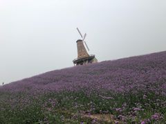 -大塘金香草谷