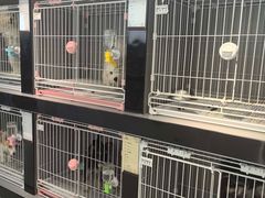 -翊宠yipet猫狗购宠庄园犬舍•猫舍