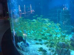 -烟台海昌鲸鲨海洋公园