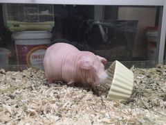 -藦茜花园宠物主题亲子互动体验馆(国顺东路店)