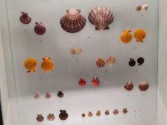 -青岛贝壳博物馆