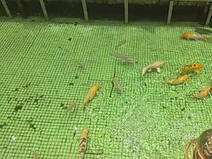 -金河半岛园林酒家(金融城店)