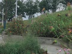 -灞河西岸滨河公园