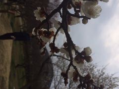 iphone_upload_pic-香雪海