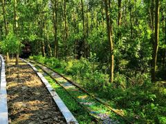 -合肥滨湖国家森林公园