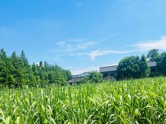 -乌村