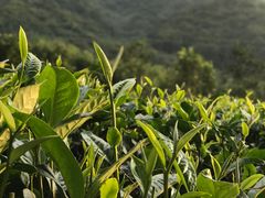 -亚婆田·白水寨生态旅游度假区