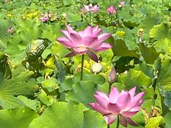 -石家庄市植物园