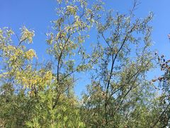 -静之湖湖畔餐厅