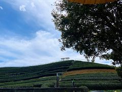 -龙坞茶村