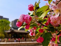-海棠花溪(元大都城垣遗址公园)