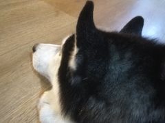 -Husky Go! 哈士奇体验馆·宠物咖啡厅狗咖