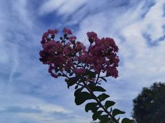 -武汉紫薇都市田园