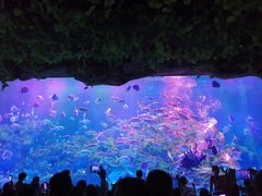 -芜湖新华联大白鲸海洋公园