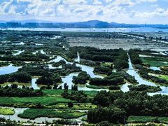 -大湾区中央湿地公园