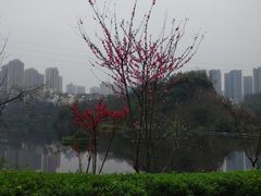 -重庆彩云湖湿地公园
