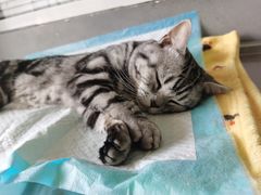 -瑞派长江宠物医院·猫科·外科·24小时夜护(谊城公寓分院)