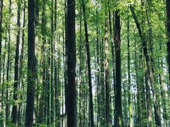-山王坪喀斯特国家生态公园