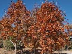 -北京西山国家森林公园