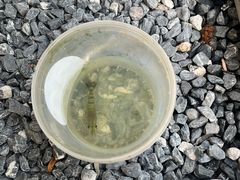 -DGE季风钓虾营地·团建·聚会