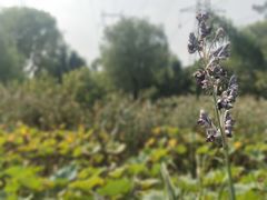 -昆山城市生态森林公园