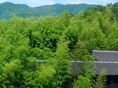 -大唐贡茶院