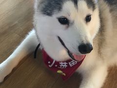 -Husky Go! 哈士奇体验馆·宠物咖啡厅狗咖