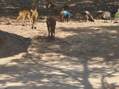 -石家庄市动物园