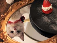 -猫友咖啡店(玉林西路店)