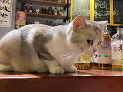 -咖法森林·咖啡  酒吧(天河店)