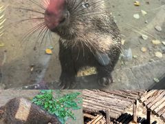 -青藏高原野生动物园
