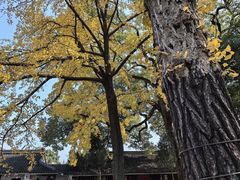 -西园戒幢律寺