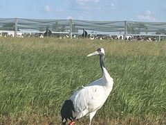 -盐城丹顶鹤湿地生态旅游区