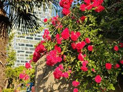 -天鹅湖体育公园