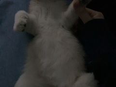 -东方名猫馆·英短金渐层布偶猫舍(环线广场1号楼店)