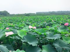 -荷塘月色湿地公园·向阳花洲