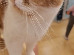 -Let's go狗咖·猫咖·奶狗·桌游(春熙路IFS店)