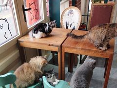 -猫小院猫主题餐厅(南锣旗舰店)