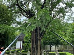 -上海佘山国家森林公园天马山园