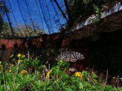 -野象谷景区